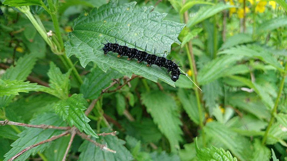 Schmetterlinge