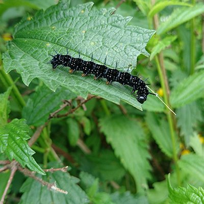 Schmetterlinge