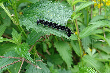 Schmetterlinge