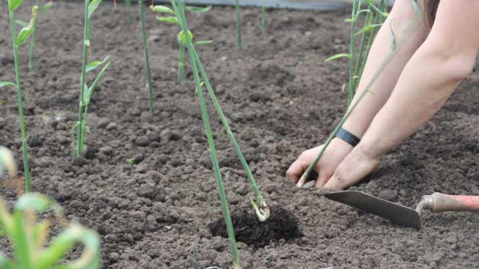 Ingwer
