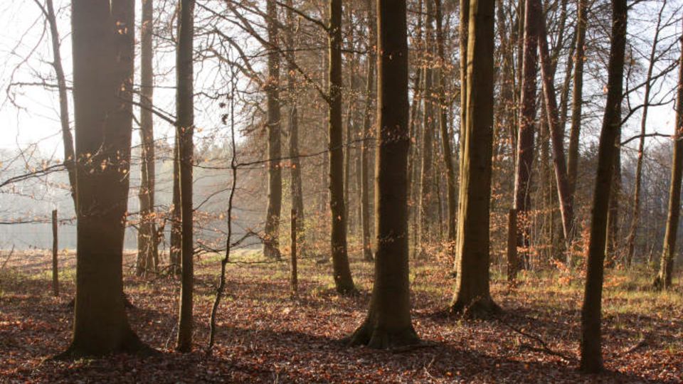 Buchenwald