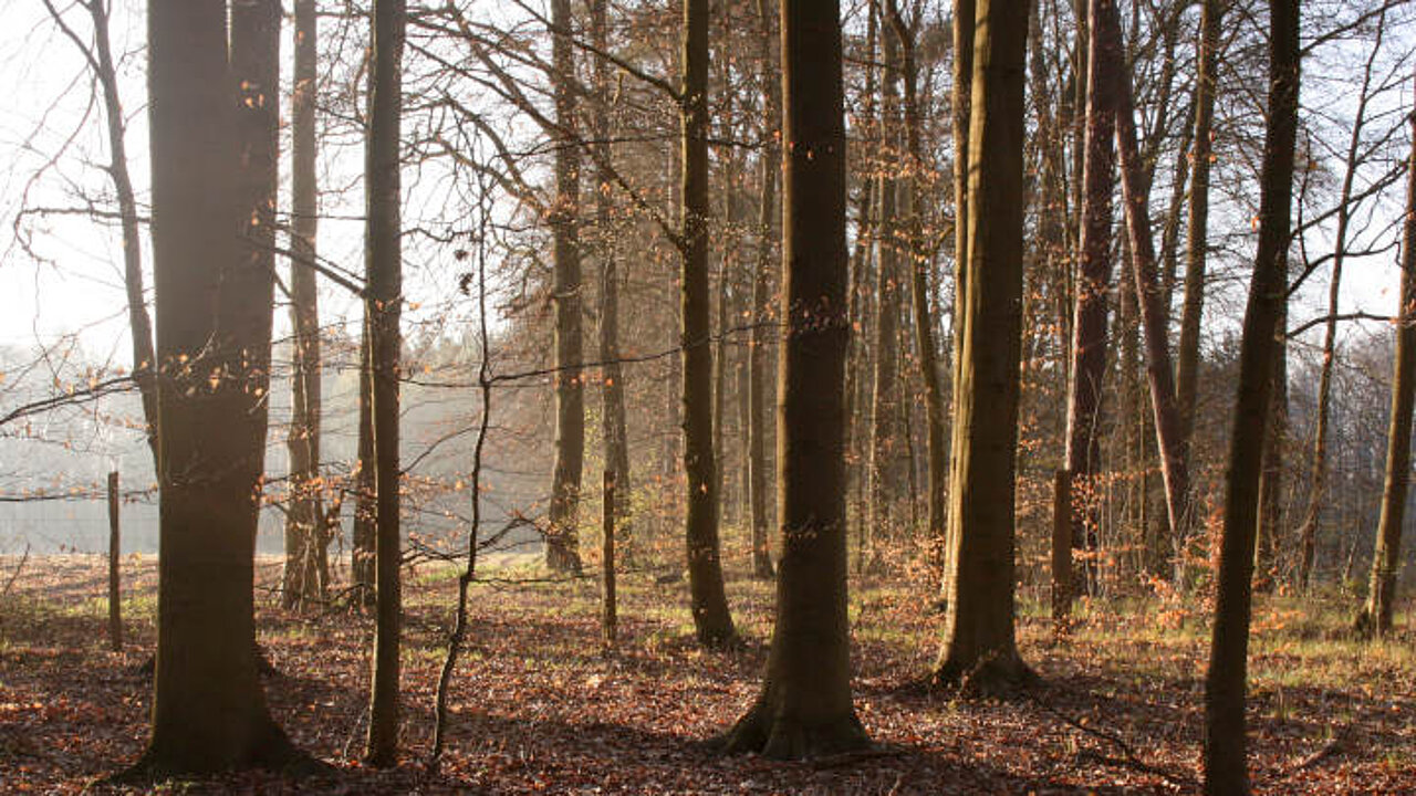 Buchenwald