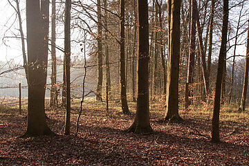 Buchenwald