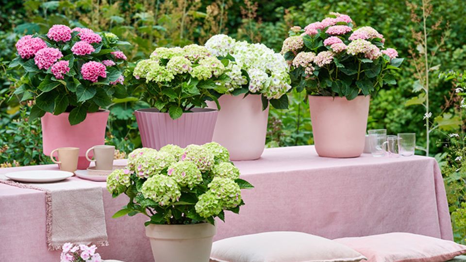 Magical Hydrangea