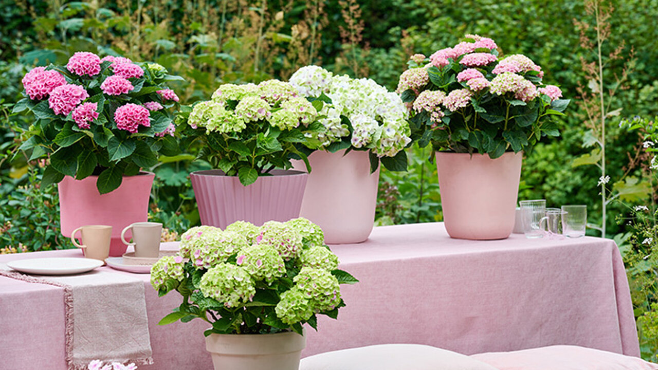 Magical Hydrangea