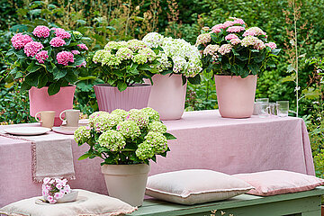 Magical Hydrangea