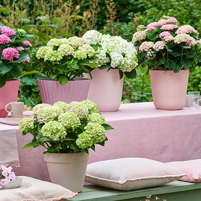 Magical Hydrangea