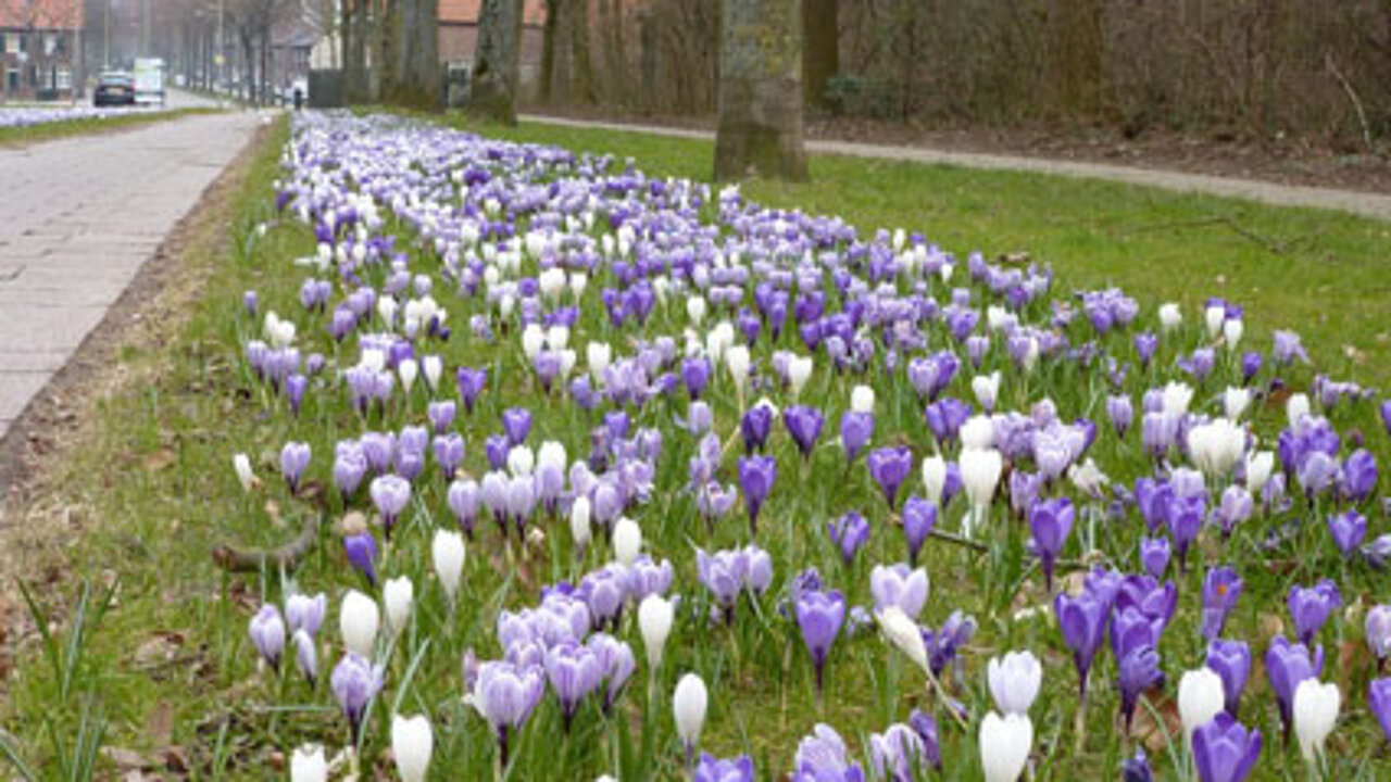 Blumenzwiebelkombinationen