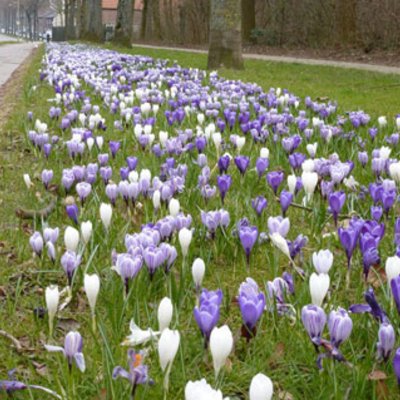 Blumenzwiebelkombinationen