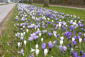 Blumenzwiebelkombinationen