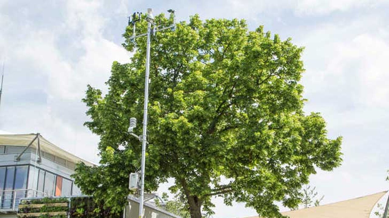 Tilia