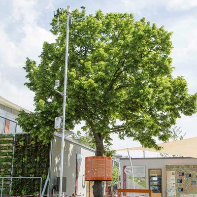Tilia