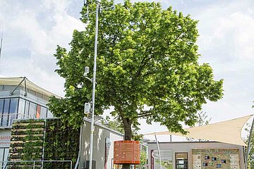Tilia