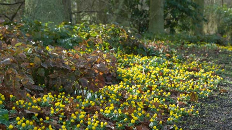 Eranthis-Hyemalis