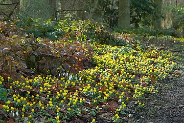 Eranthis-Hyemalis