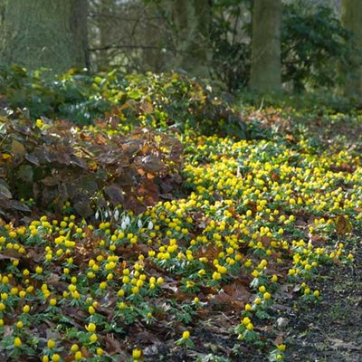 Eranthis-Hyemalis