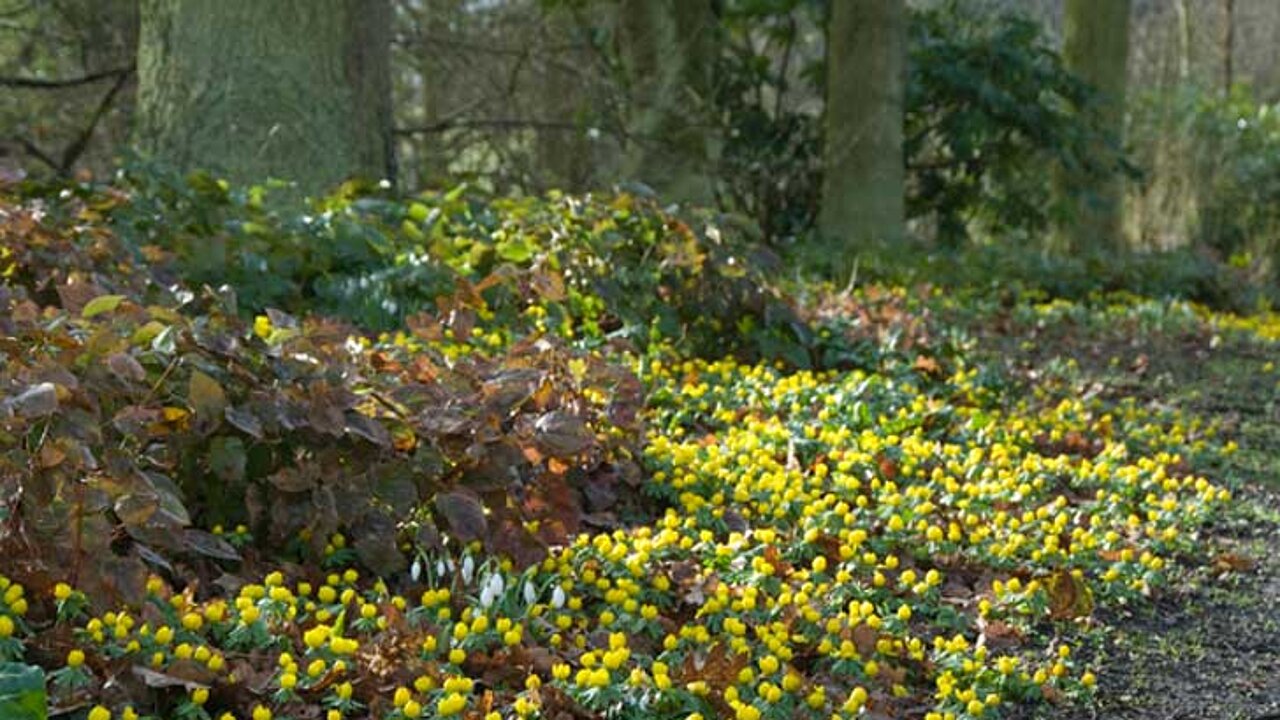 Eranthis-Hyemalis