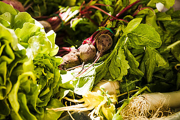 Gartenbau