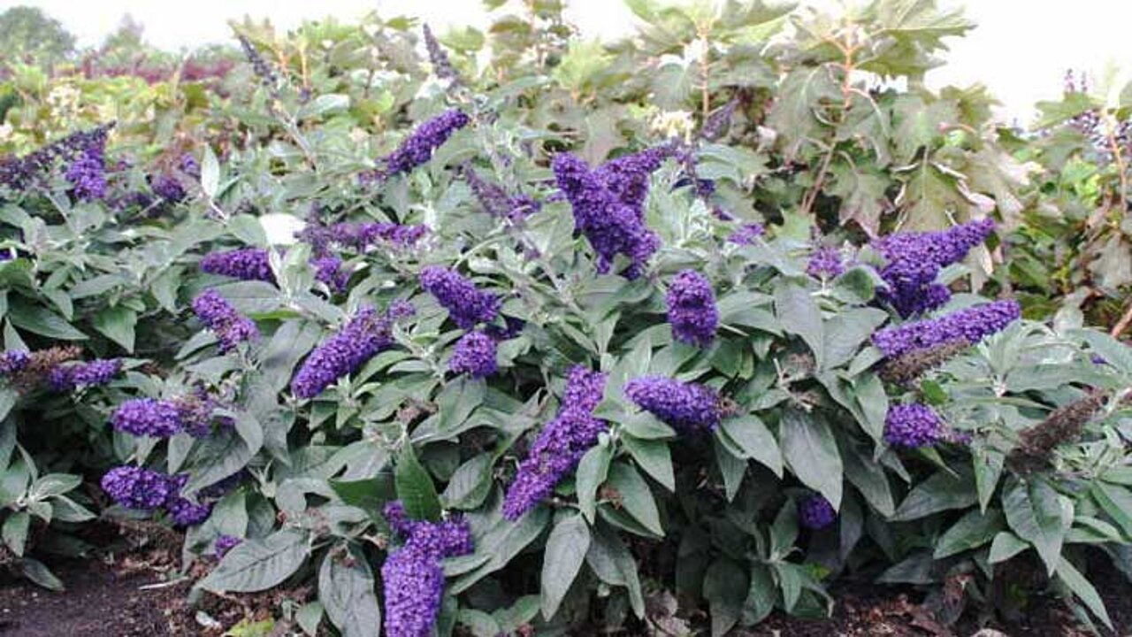 Buddleja davidii