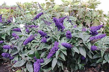 Buddleja davidii