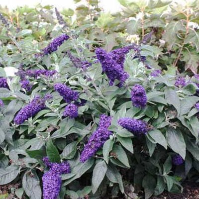 Buddleja davidii