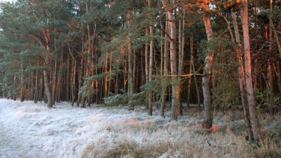 Kiefernwald