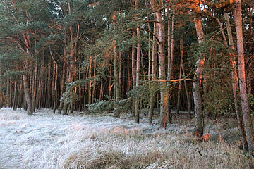 Kiefernwald