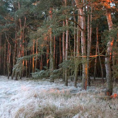 Kiefernwald