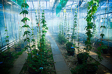 Image-17275