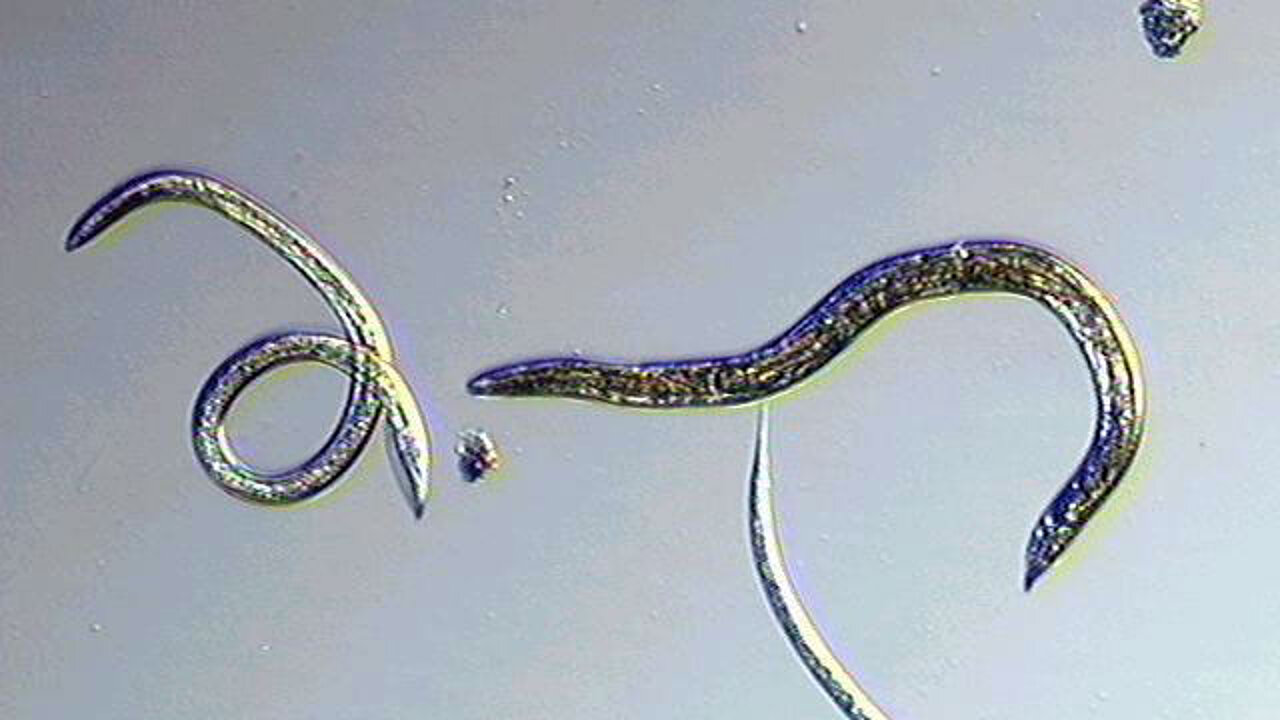 Nematoden