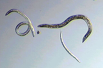 Nematoden