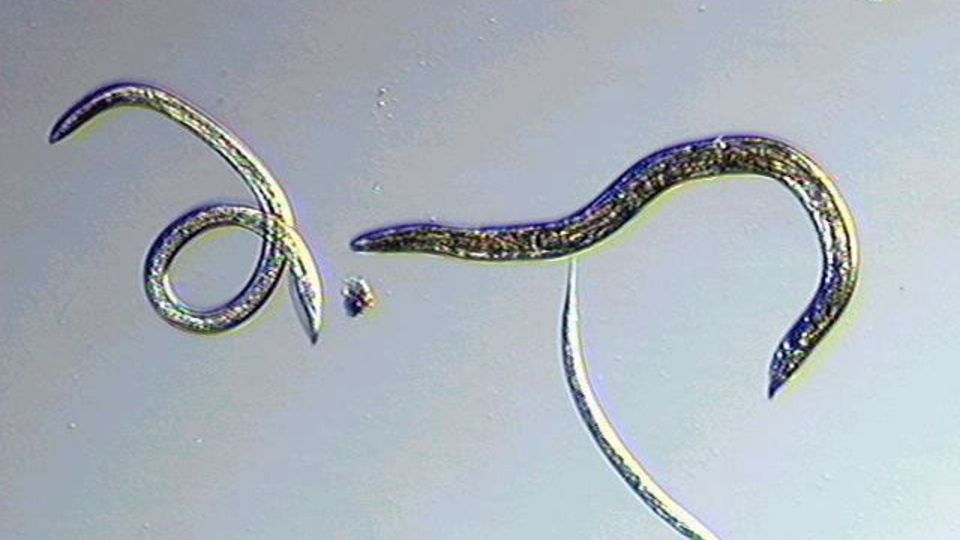 Nematoden