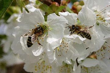 Bienen
