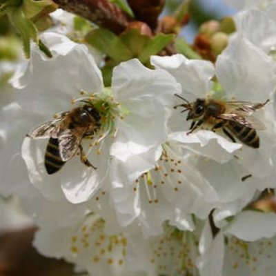 Bienen