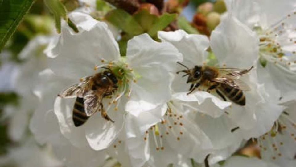 Bienen