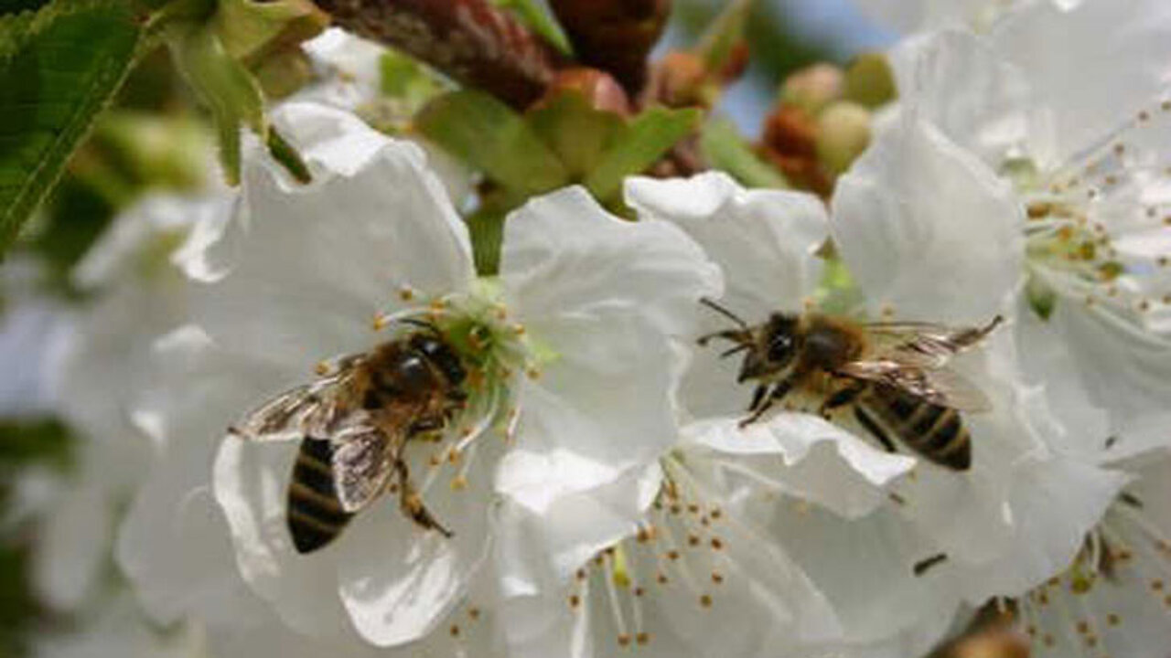 Bienen