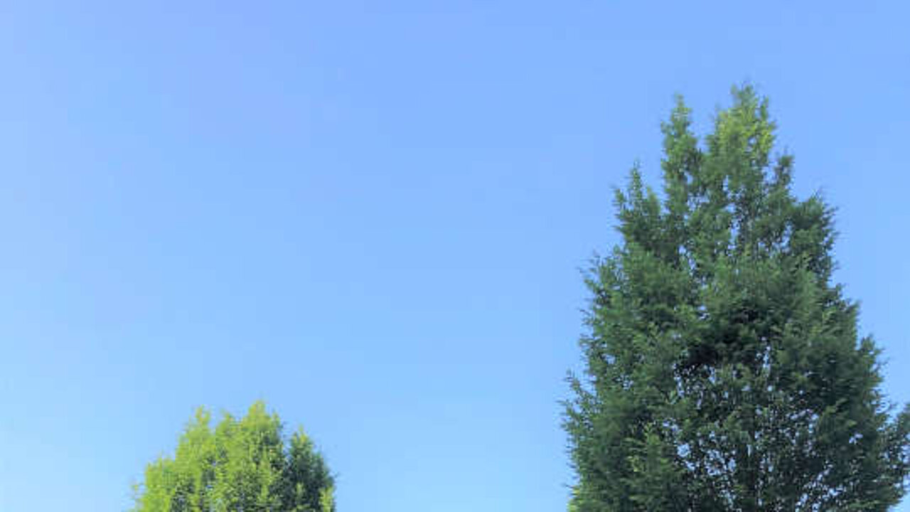 Baumpflanzung