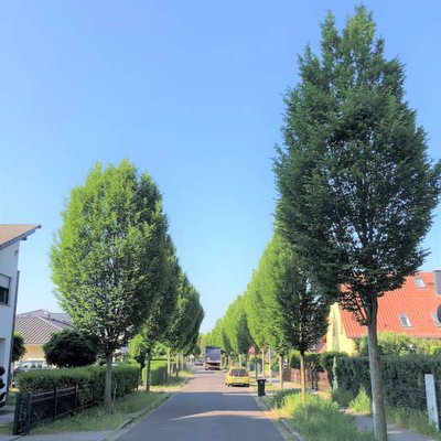 Baumpflanzung