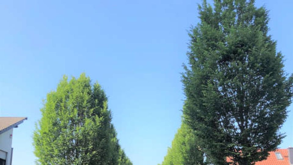 Baumpflanzung