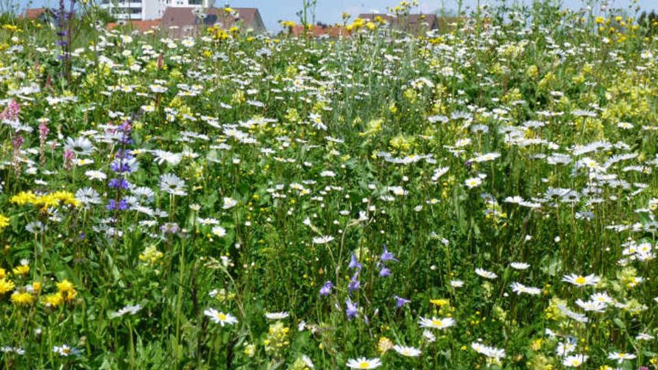 StadtGrün naturnah