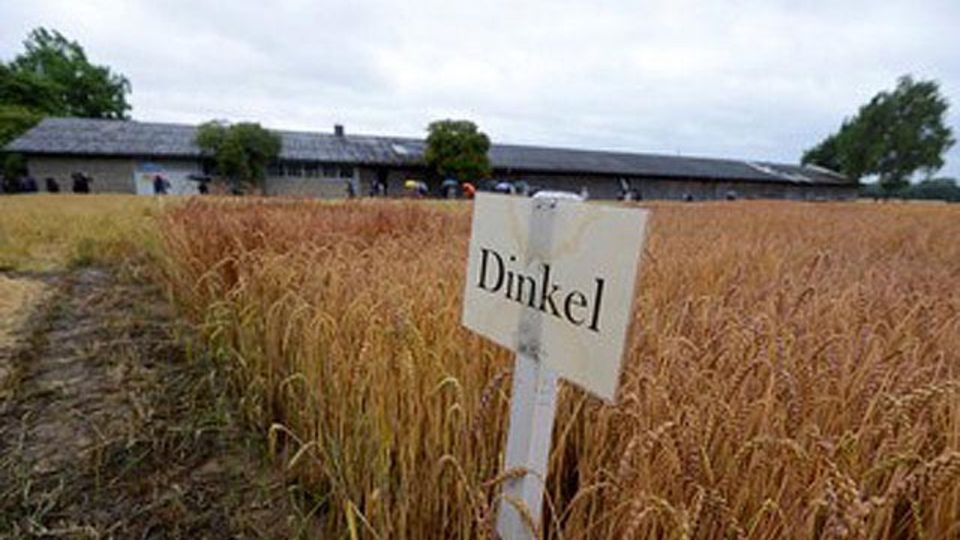 Dinkel