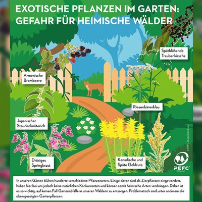 Pflanzen im Garten