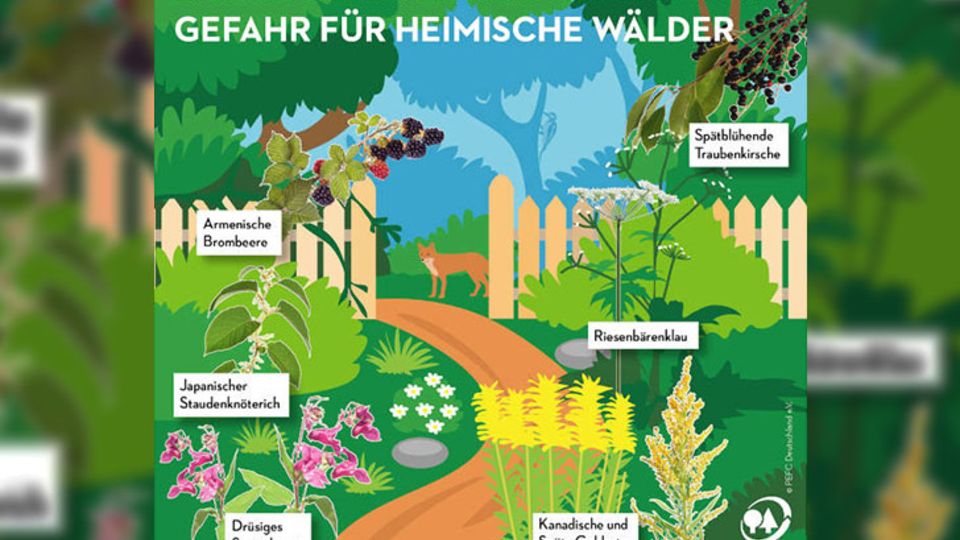 Pflanzen im Garten