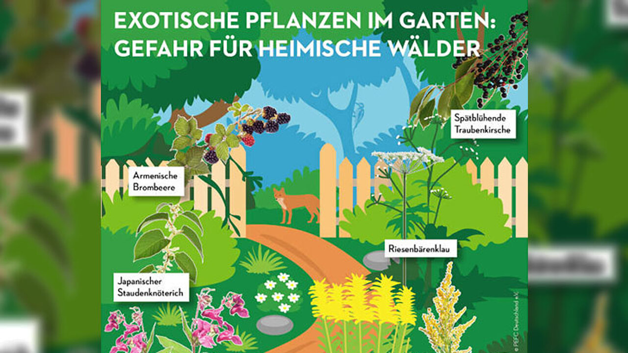 Pflanzen im Garten