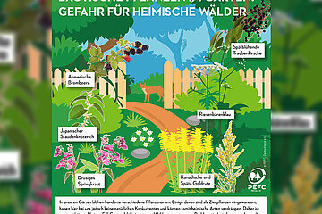 Pflanzen im Garten