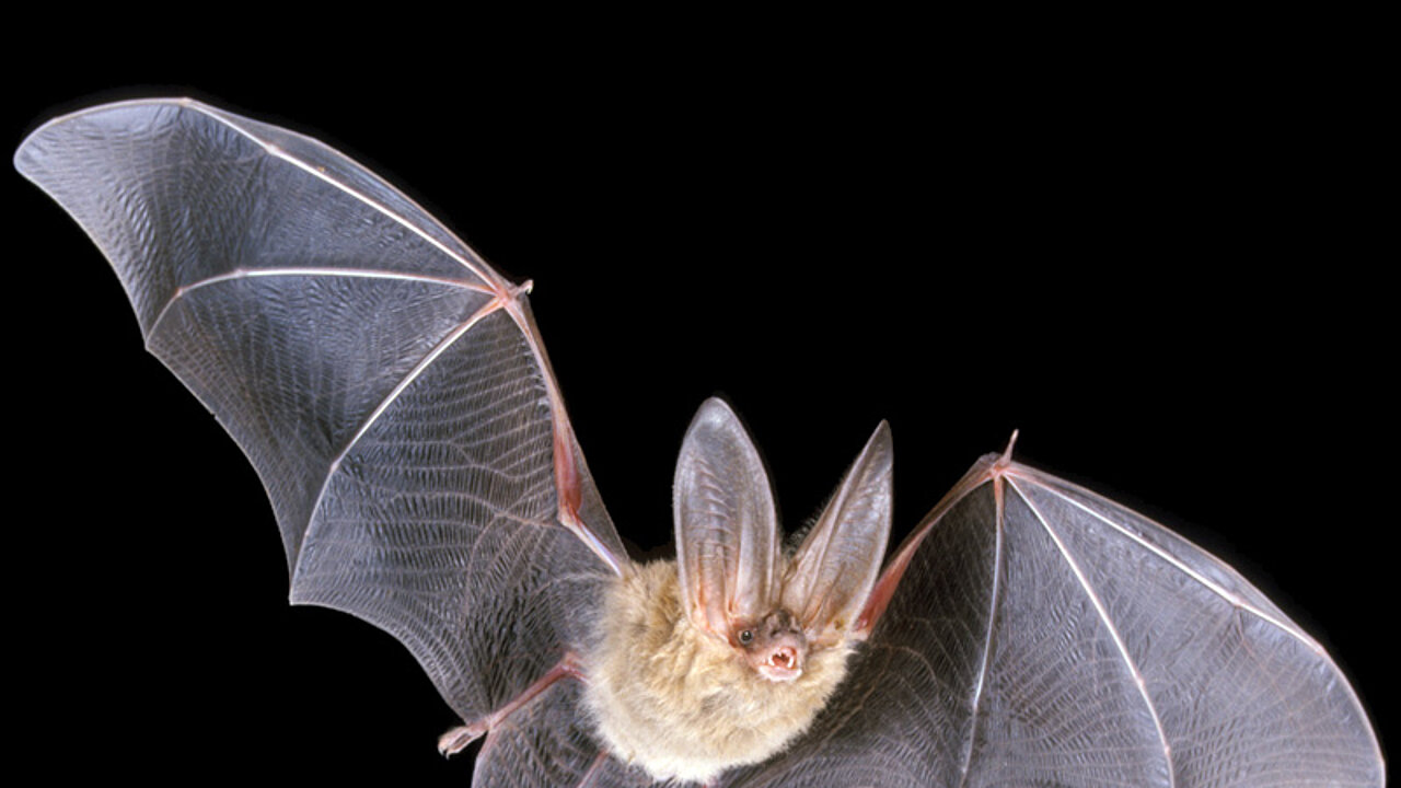 Fledermaus