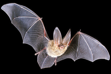 Fledermaus