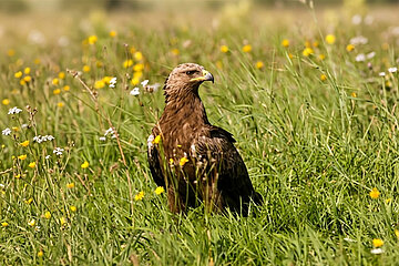Schreiadler
