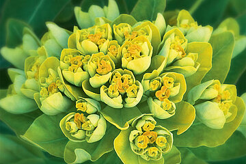 Euphorbia Staude