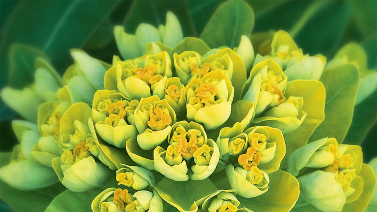 Euphorbia Staude